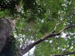 Tree Tops