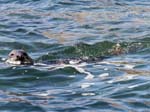 Grey Seal (Halichoerus grypus)