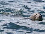 Grey Seal (Halichoerus grypus)