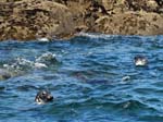 Grey Seals Northern Rocks