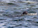 Grey Seal (Halichoerus grypus)