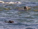 Grey Seals (Halichoerus grypus)