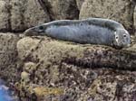 Grey Seal Northern Rocks