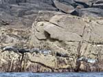Grey Seals Northern Rocks