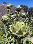 Artichoke
