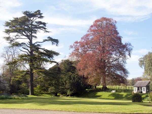 Gardens,Edmondsham House,Copper Beech,Trees
