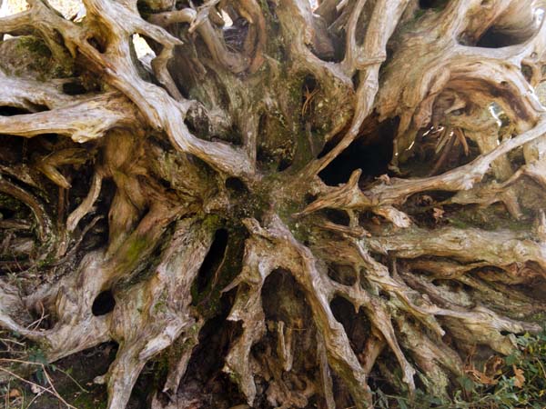 Roots,Bolderwood,Trees