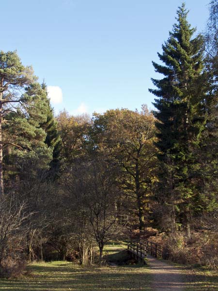 Bolderwood,Trees