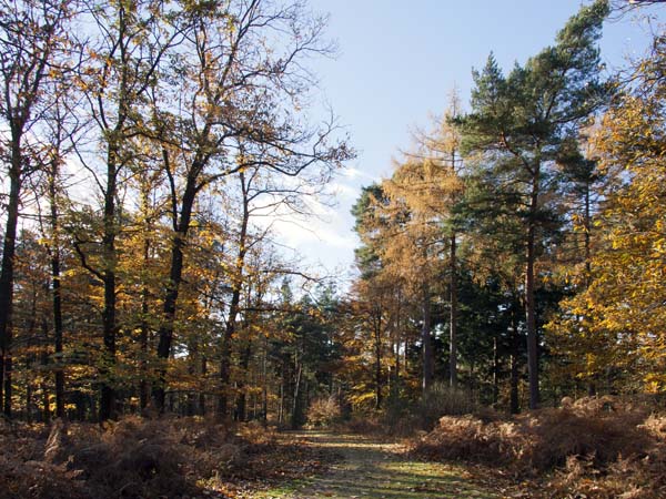 Bolderwood,Trees