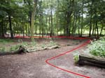 Into the Woods
