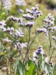 Sea Lavender Statice vulgare
