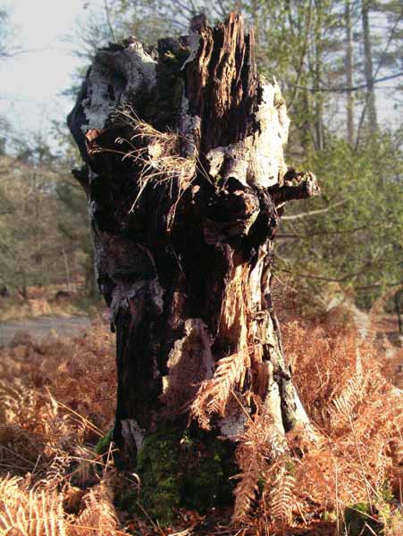 Bolderwood,Stump,Tree