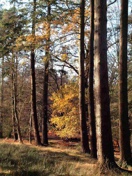Bolderwood,Trees
