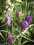 Snake's Head Fritillary West Dean Gardens,
