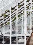 Vines