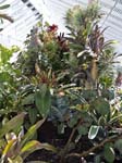 Some Plants