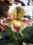 An Orchid