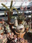 Cacti