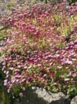 The Sunken Garden