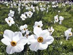 Narcissus poeticus