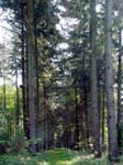 Horton Wood