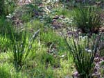 Rushes Priors Copse