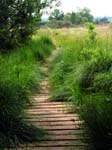Board Walk