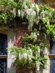 White Wisteria