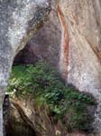 Vegetation