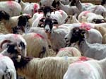 Sheep